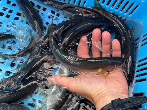 【業務用特価】信州あゆ20尾入・冷凍個包装の鮎