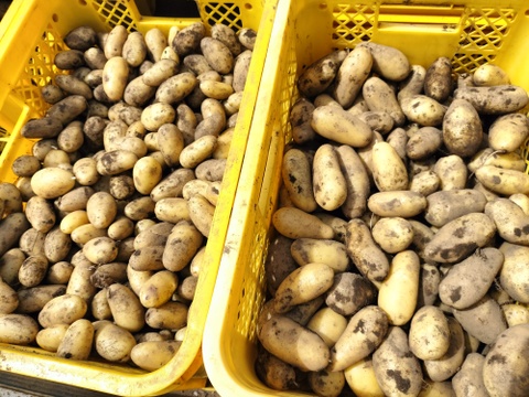 食べ比べ！じゃがいも1KG×3種【農薬・化学肥料不使用】