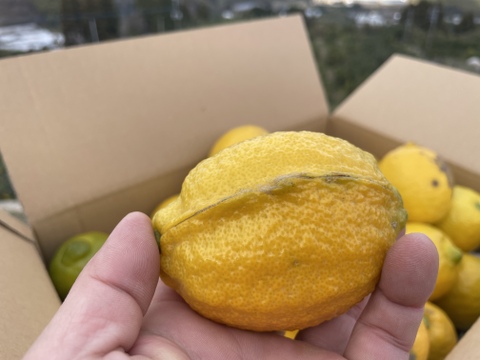 ◆訳あり特価◆レモン「リスボン」　業務用１５キロ