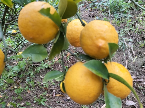 広島県産『樹上完熟"マイヤーレモン"』27個入り（2.8kg）