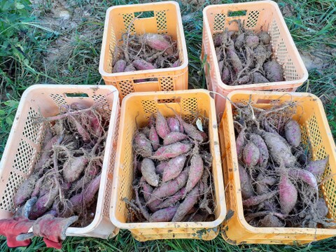 絹の様な滑らかさ！サツマイモ「シルクスイート」1.5kg