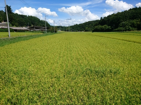 つきあかり玄米20㎏(10㎏×2) 令和7年 神石高原町産 肌のうるおいを保つ「グルコシルセラミド」を豊富に含む美容米！