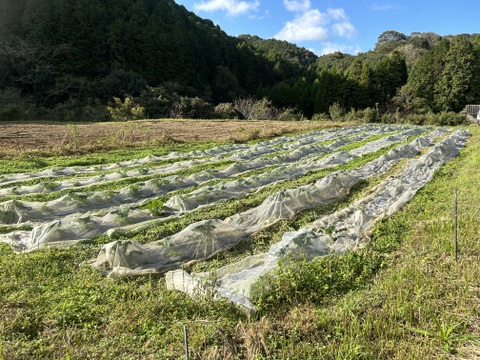 春を先取り！食用菜の花