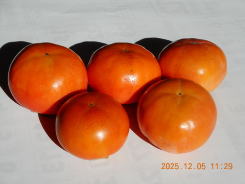 6名限定：自然農栽培で育てた奈良の冬野菜