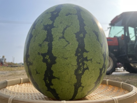 農薬・化学肥料栽培中不使用！羅王ザスウィート