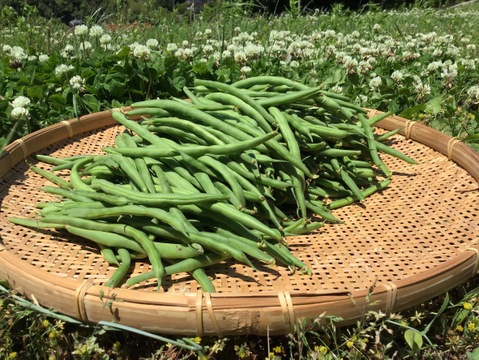 今が旬！シャキポリ♪ さやいんげん２kg🌱農薬・化学肥料不使用で安心！Bush beans