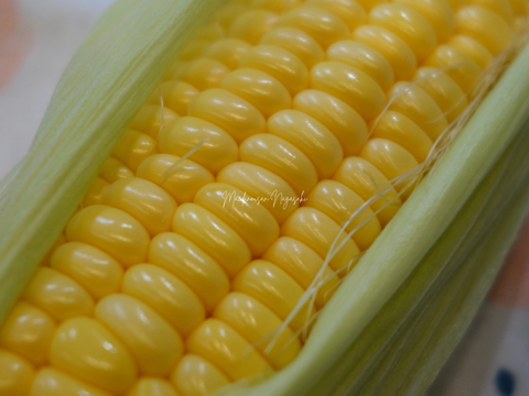 カットスイーツコーン５kg　島原湧水育ち　甘いとうもろこし　スイートコーン