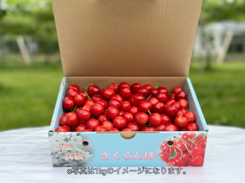 さくらんぼ【紅秀峰】800g