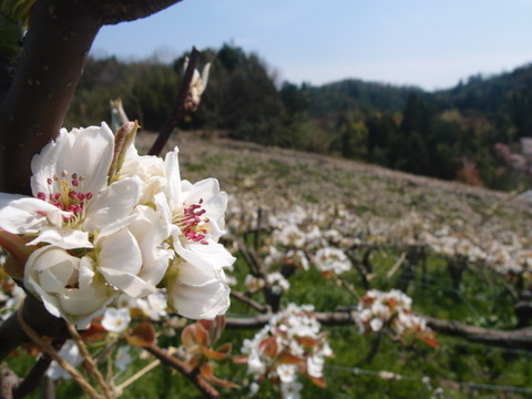 【鳥取県産】あきづき　梨　約5kg