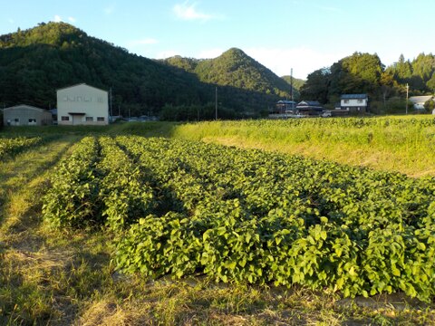 【数量限定訳あり】兵庫県産丹波ささやま本黒枝豆　さや１ｋｇ