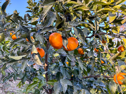 ［3kg］《あすみ》濃厚でコクのある甘さ×パリパリ食感の果肉！（大小混合・訳あり）