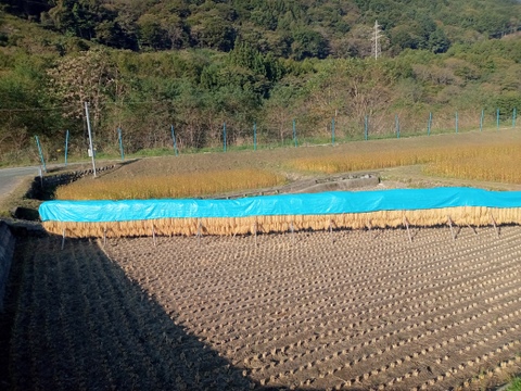 令和７年産　長野県富士見町蔦木産コシヒカリ　５ｋｇ