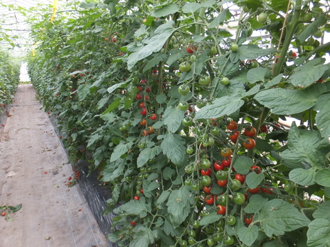 赤い宝石　ミニトマト『サンチェリーピュア』　1㎏（500gX
2袋 　約5パック分）