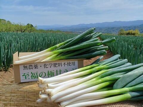 【野菜の福袋】【4本増量❗️❗️】⭕️至福の極甘ネギ❗️❗️✨太いL／2Lサイズ混合☆22本 ✨信州産✨【特別栽培】✨【無消毒栽培】