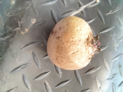 長崎県産ソーレビーツ1.5kg