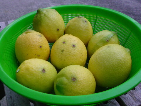 せとうちの島育ち！ えひめ中島レモン 10kg