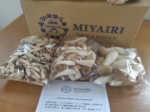 朝採り！④"ぶなしめじバラエティーパック!!"