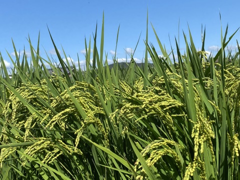 自然栽培【イセヒカリ】白米10kg(5kg×2)  令和5年度兵庫県産 農薬肥料不使用の自然栽培米