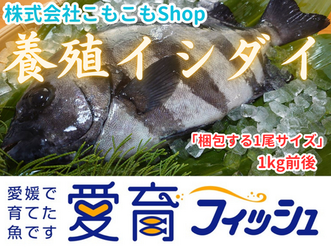 “激レア”　再販は不定期！1度は味わっときたい希少な養殖イシダイ！1尾入/箱