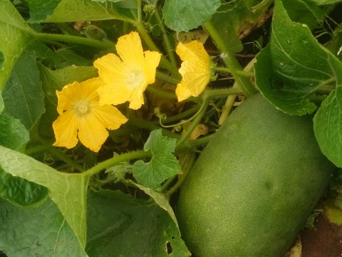 農薬化学肥料不使用 姫冬瓜5kg以上（2〜4個）