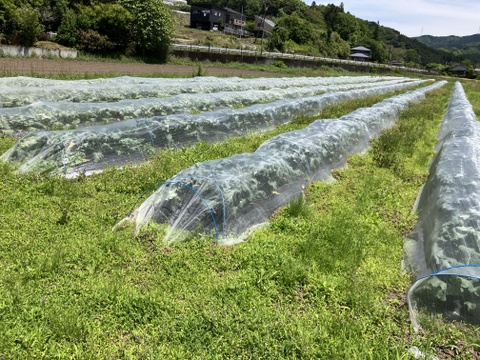 農薬化学肥料・除草剤不使用春の野菜セット　５月　レシピ付き