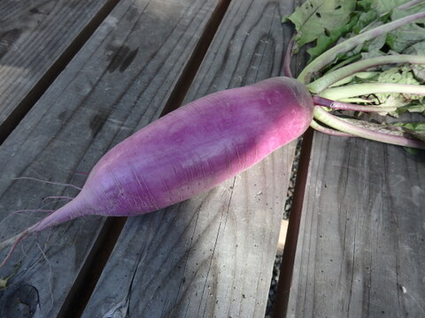 里芋・ターサイ・三池高菜やルッコラ、ワサビ菜・赤大根など　冬野菜おまかせセット！（たっぷり１００サイズ箱Ｌサイズ）