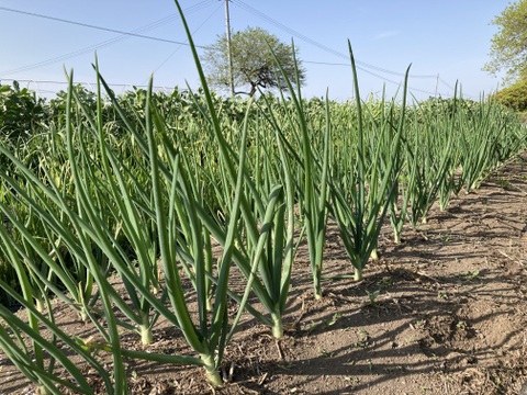 新鮮！旬の野菜セット【Lサイズ : 約7～8kg】【15品目】農薬・化学肥料不使用