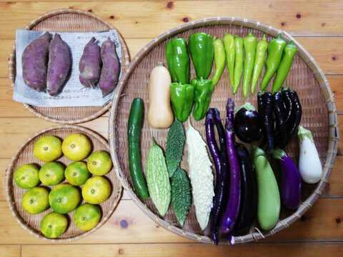 【農薬化学肥料不使用】ミカン入り野菜セット【８種類以上の野菜】【金曜日発送】【熨斗(のし)対応可】【８０サイズ箱】