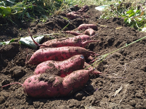 ふたばたけのさつまいも！ こだわりの味、甘さとかおり。べにはるか (5kg)