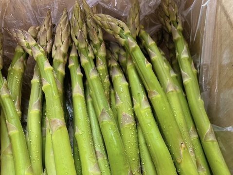 【レビューで100g増量】太くてやわらかくてみずみずしい！秋田県湯沢市産／甘い春アスパラ500ｇ／2L~Ｌ規格！※レビューの方は注文画面の特記事項に『レビューあり』とご記載ください。