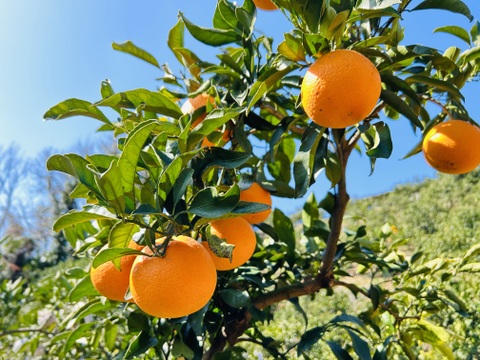 初春の柑橘食べ比べ❗️『清見タンゴール』と『はるか』大玉　2kg（各1kg）ご家庭用