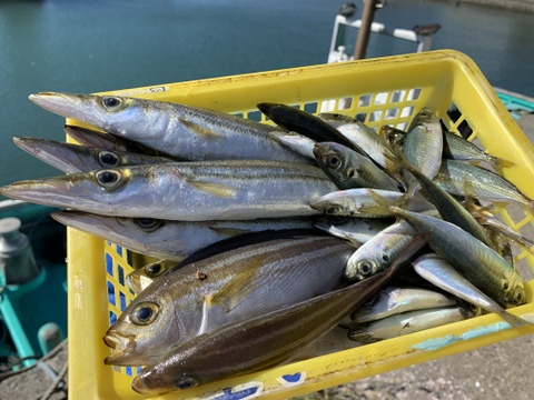 【未利用魚】漁師直送！捌かず食べれる！？おさかなセット【少人数向けサイズ】