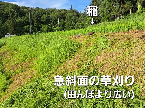 【令和6年産－新潟・とちお産コシヒカリ】豊かな山の湧水で育てたお米（精米2kgポリ袋／農家直送・送料相当分値引き中）／箱込み総重量／お試し米