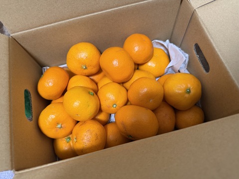 【おひとり様にオススメ】S~Mサイズ2kg とみ子ばぁばの有田みかん　＜有田産>【朝市限定】