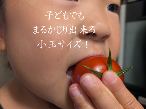 熊本県八代産まるかじりトマト３ｋｇ ＆ オクラ５０本セット