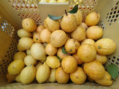 【味比べセット】食べられるレモネードレモン＋赤レモン＋リスボンレモンの詰め合わせ(約4キロ)