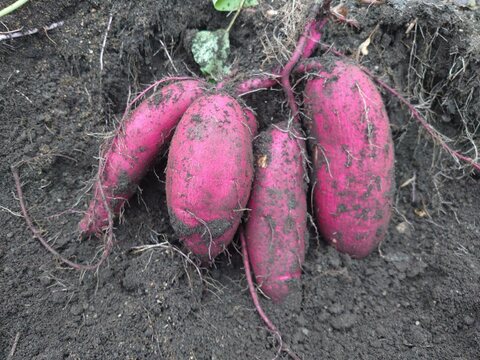 伊東農園のシルクスイート(サツマイモ)品のある甘さ!少し傷ありでお得!