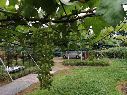 ✨🍇今が旬の露地栽培巨峰✤種有無混🍇✨
　　　巨峰４〜５房/中サイズ約1.7kg位