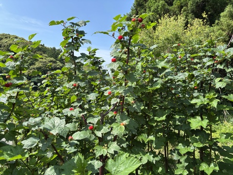 珍しいフレッシュラズベリー！小、中、大粒混在650g 今季ラスト1セット  生食とジャムなど加工用！