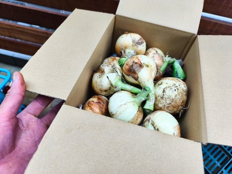 フルーツのような瑞々しさと透明感、新玉ねぎ（約1.5kg)