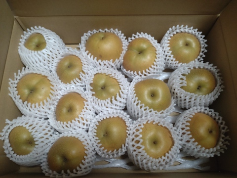 【家庭用】鳥取県の梨「新甘泉」糖度14度　約5ｋｇ