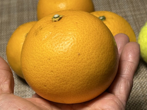 『紀の川八朔』　チョイ傷　Mサイズ（少しLサイズ混合）
箱込み10kg　もうすぐ終売。7箱限定お得です！