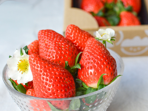 【おまかせ食べ比べ】いちご たっぷり1kg！やよいひめ•よつぼし•おいCベリーから、採れたての新鮮ないちごを2、3品種、サイズおまかせでお届け！甘さ、味の違いを楽しんで！