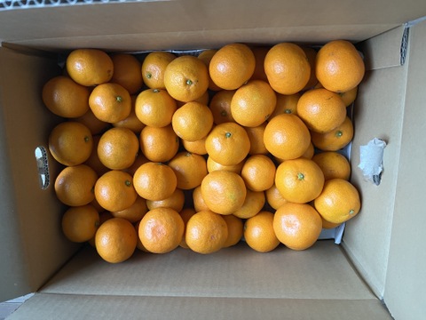 5キロ箱　濃厚小玉みかん(家庭用)【和歌山県有田産みかん】