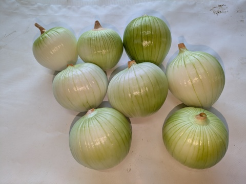 【玄海丸】皮むき白玉ねぎ　福岡産　1.9kg