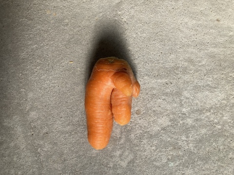 甘み旨みたっぷり！訳あり人参！栄養価コンテスト人参部門最優秀賞受賞！訳あり人参5kg 化学合成農薬・化学肥料・除草剤不使用！割れ　ヒビ　又割れ　傷　少々の虫食い　味は通常人参と同じ！　個性豊かな人参