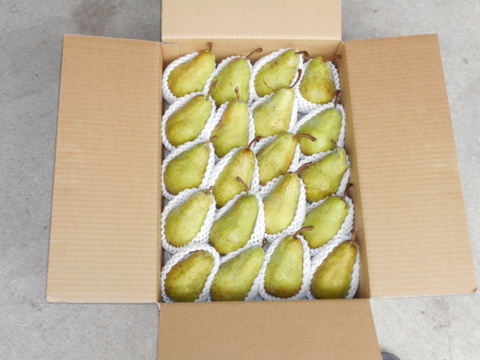 ラ・フランスとちょっと違う　　西洋梨　希少品種（エル・ドラド）18玉～２０玉