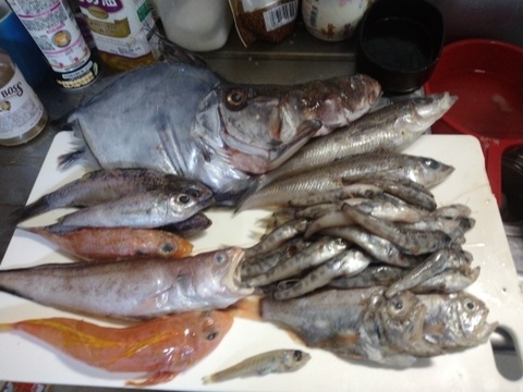 【魚ガチャ】欲張って2袋！何が入っているかわからない［未利用魚］おかず