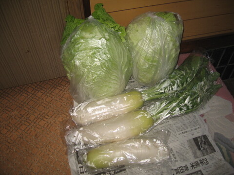 白菜と大根コラボセット‼️白菜と大根の美味しい季節になりました。みずみずしいお野菜‼️120サイズの箱でお届けします。