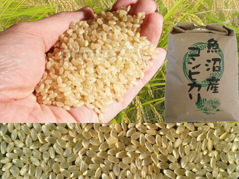 南魚沼産コシヒカリ玄米15kg精米無料令和4年産🌾